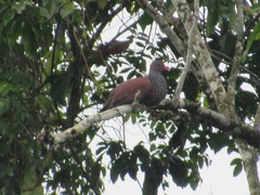 Patagioenas speciosa