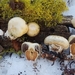 Wintergreen Snowmelt Pholiota - Photo (c) Alan Rockefeller, some rights reserved (CC BY), uploaded by Alan Rockefeller