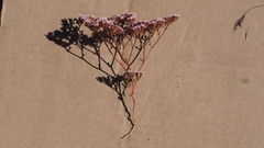 Chorizanthe leptotheca