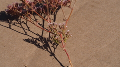 Chorizanthe leptotheca