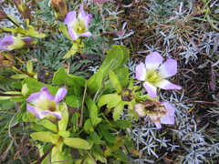 Gentianaceae