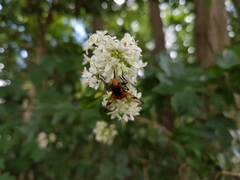 Volucella inflata