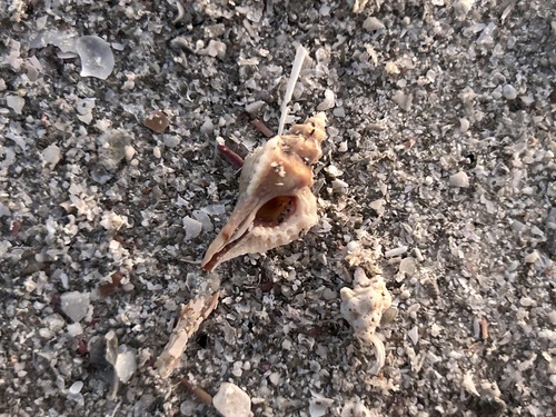 Eupleura sulcidentata observed 2026-10-14