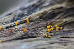 Calocera guepinioides