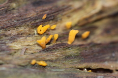 Calocera guepinioides
