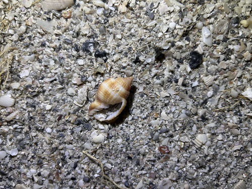 Cancellaria reticulata observed 2026-10-14