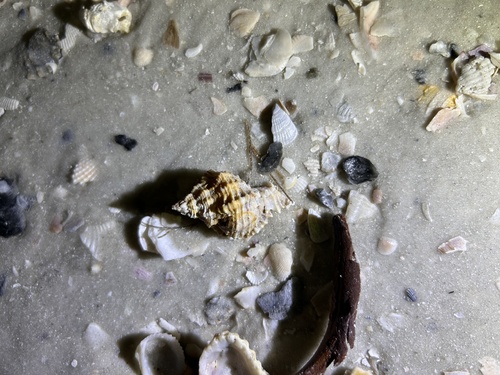 Phyllonotus pomum observed 2026-10-14