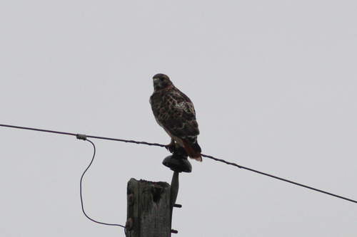 Red-tailed Hawk