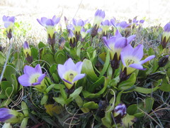 Gentianaceae