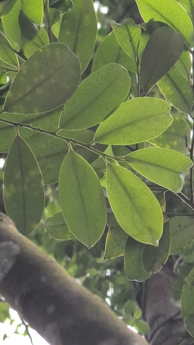 Cleyera japonica observed 2026-10-15