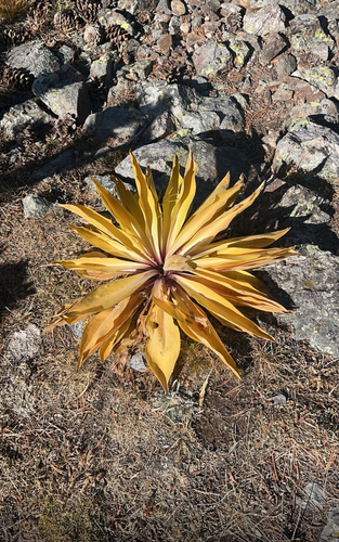 monument plant