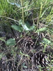 Senecio integerrimus ochroleucus