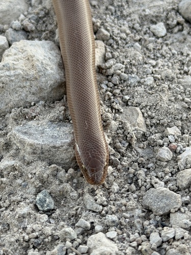 Northern Rubber Boa