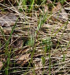 Lathyrus palustris pilosus