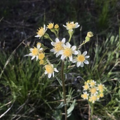 Senecio integerrimus ochroleucus