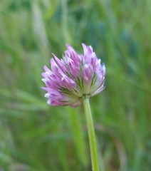 Trifolium ciliolatum
