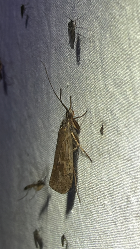 Limnephilus submonilifer