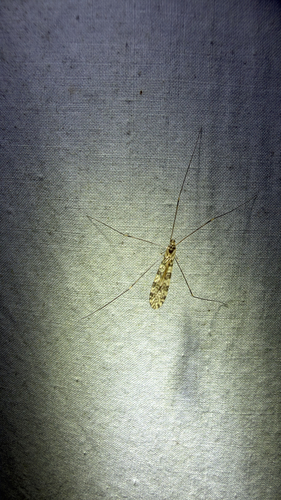 Discobola annulata