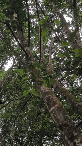 Cleyera japonica observed 2026-10-15