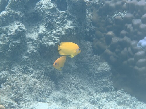 Centropyge flavissima observed 2026-10-05