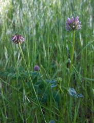 Trifolium ciliolatum