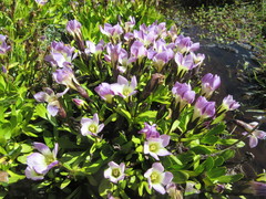 Gentianaceae