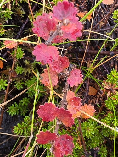 Betula nana observed 2026-10-07