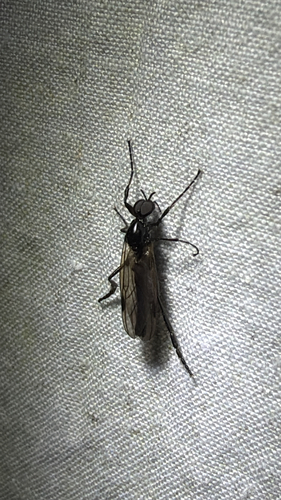 Bibio slossonae