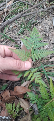 Hypolepis muelleri observed 2026-10-15