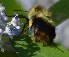 Bombus melanopygus