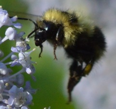 Bombus melanopygus