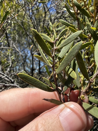 Acacia oswaldii observed 2026-10-15
