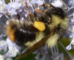 Bombus melanopygus