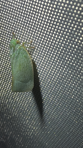 Northern Flatid Planthopper