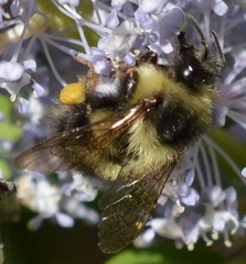 Bombus melanopygus