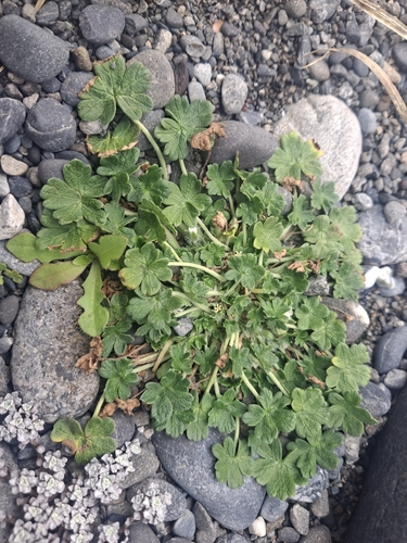 Geranium sessiliflorum observed 2026-10-15