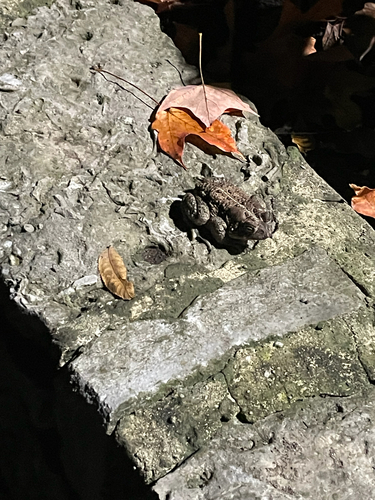 American Toad