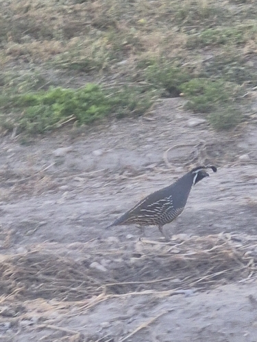 California Quail