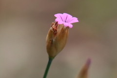Petrorhagia nanteuilii