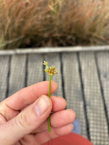 Isolepis prolifera observed 2026-10-15