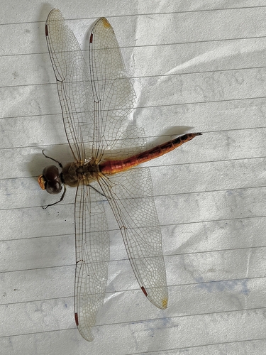 Wandering Glider