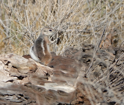 White-tailed Antelope Squirrel observed by nheilman