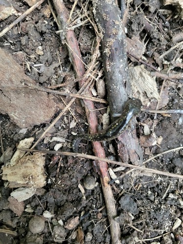 Spotted Salamander