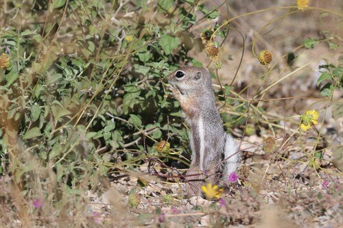 White-tailed Antelope Squirrel observed by osifer_dan