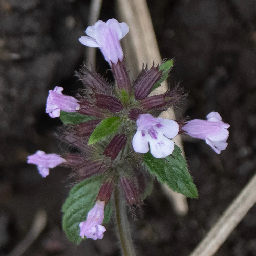 Clinopodium umbrosum observed 2026-09-29