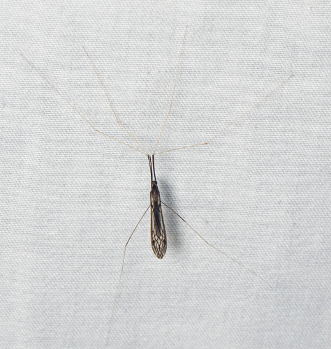 Brachypremna dispellens