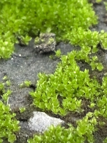 Hyophila involuta observed 2026-10-14