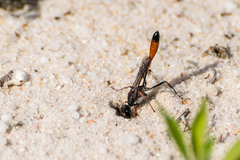 Ammophila heydeni