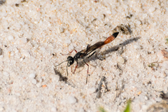 Ammophila heydeni