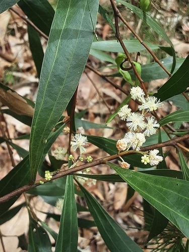 Acacia binervata, 2026-10-05